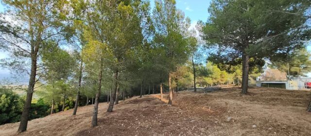 Vinaròs reforça la prevenció d’incendis amb treballs de tractament de vegetació a l’entorn de l’Ermita