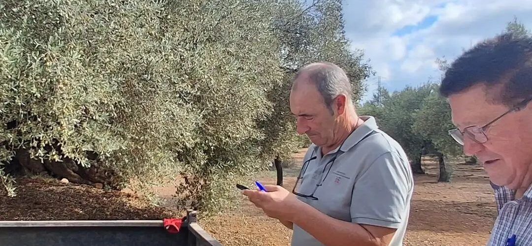 Collita 2026 de la marca Farga Mil·lenària: han començat 5 empreses de Godall, Traiguera, Sant Mateu i l’Alcora