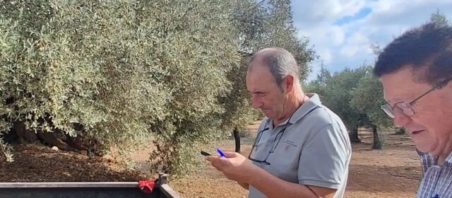 Collita 2026 de la marca Farga Mil·lenària: han començat 5 empreses de Godall, Traiguera, Sant Mateu i l’Alcora