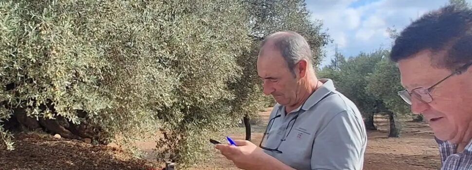 Collita 2026 de la marca Farga Mil·lenària: han començat 5 empreses de Godall, Traiguera, Sant Mateu i l’Alcora 