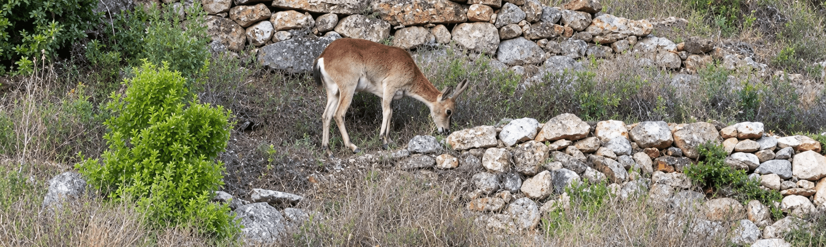 Cabra salvatge pels voltants de Vallibona