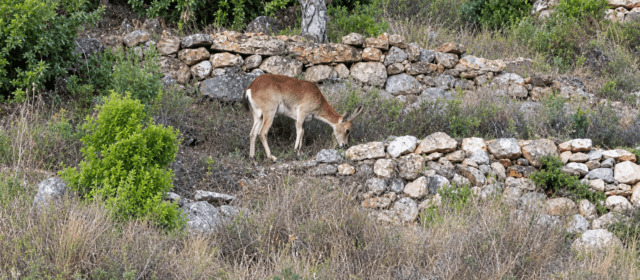 Cabra salvatge pels voltants de Vallibona