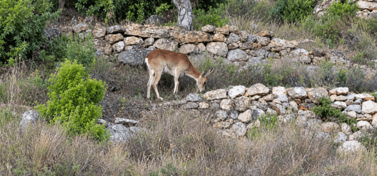 Cabra salvatge pels voltants de Vallibona