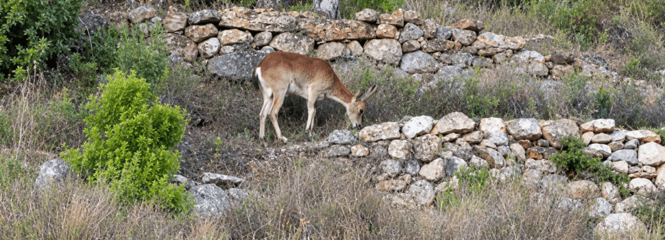 Cabra salvatge pels voltants de Vallibona