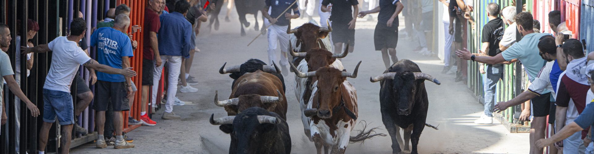 La Diputació fomenta la tradició taurina amb la concessió de 150.000 euros en ajudes per a 166 associacions i penyes taurines de la província