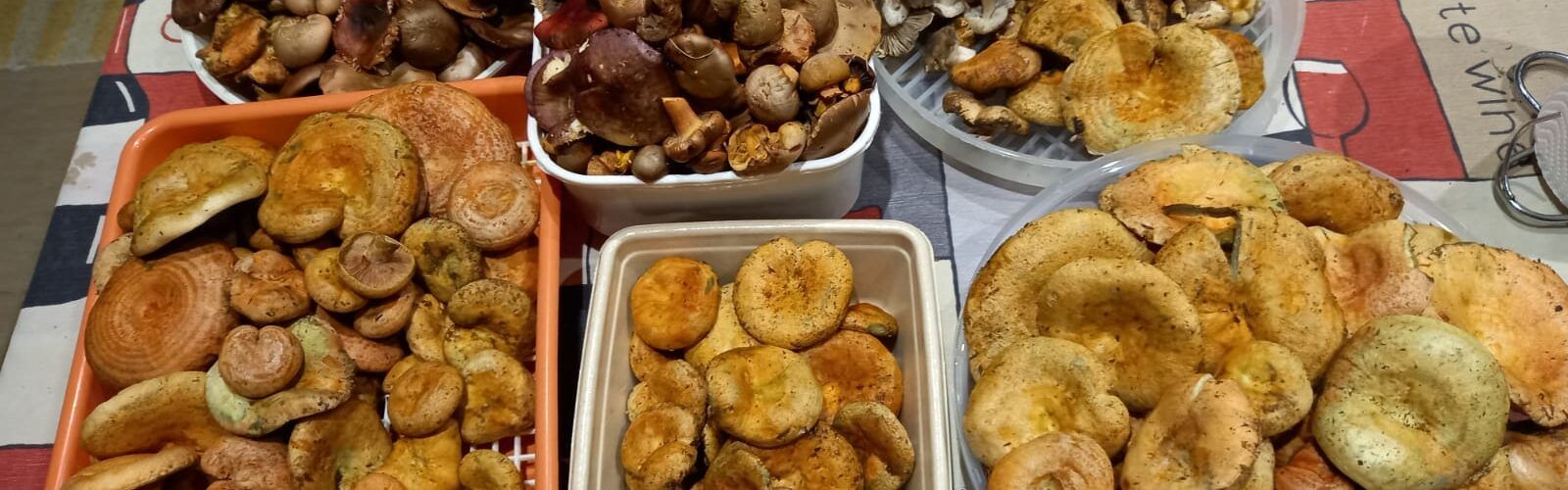 La falta d’humitat amenaça la temporada de bolets als Ports i la Tinença de Benifassà