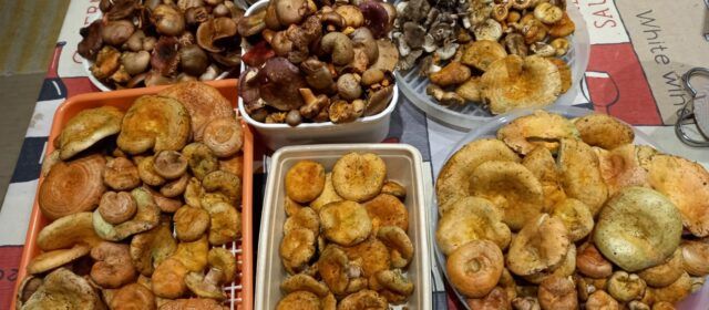 La falta d’humitat amenaça la temporada de bolets als Ports i la Tinença de Benifassà