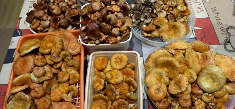 La falta d’humitat amenaça la temporada de bolets als Ports i la Tinença de Benifassà