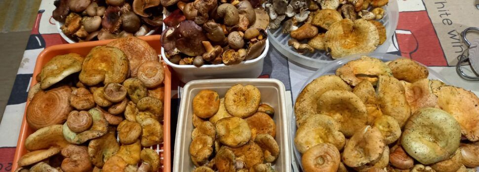 La falta d’humitat amenaça la temporada de bolets als Ports i la Tinença de Benifassà